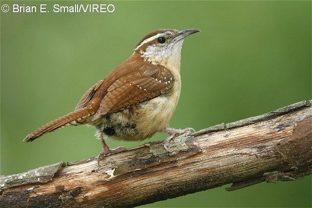 Carolina Wren